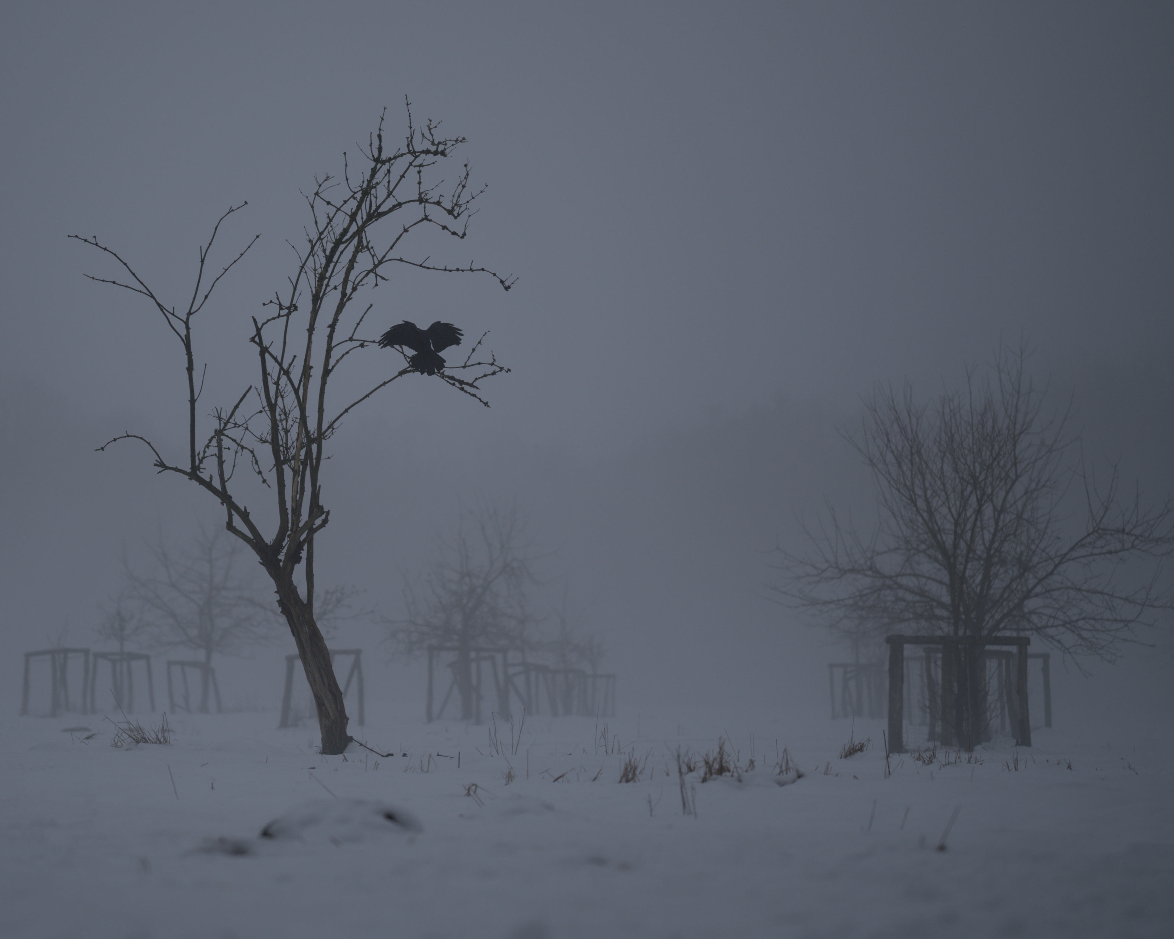 Nature Photography