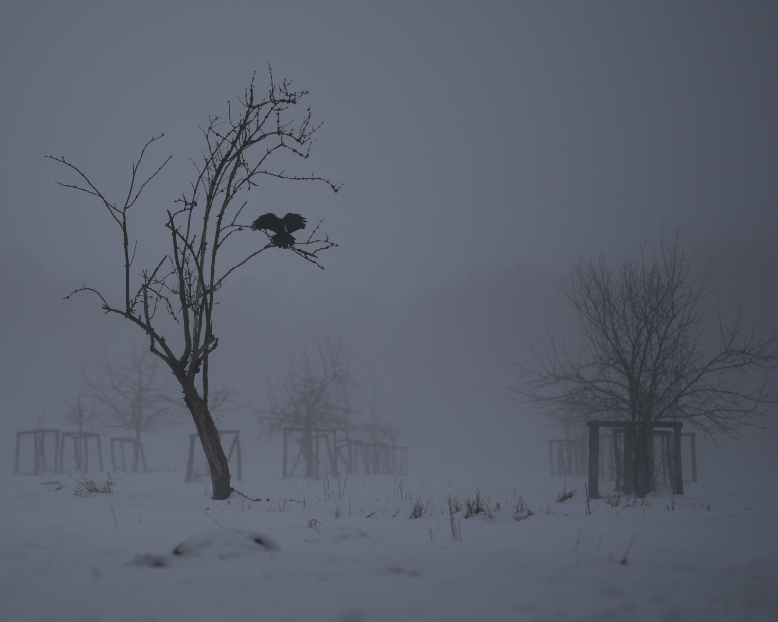 The raven that refused to sing